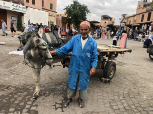 animals of Morocco mules