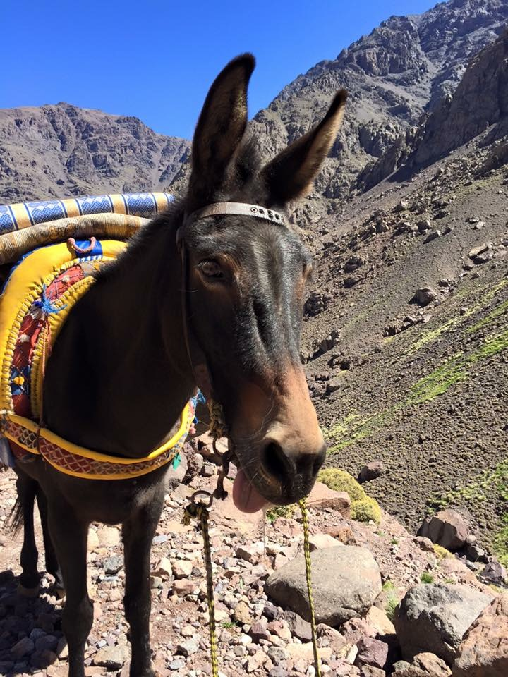 From The Snakes Of The Snake Charmers In Jemaa El Fnaa Square To The Camels In The Desert: The Animals Of Morocco - Travel Magical Morocco From The Snakes Of The Snake Charmers In Jemaa El Fnaa Square To The Camels In The Desert: The Animals Of Morocco - Travel Magical Morocco